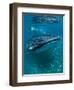 Scientist and Whale Shark (Rhincodon Typus) Feeding at the Surface-Louise Murray-Framed Photographic Print