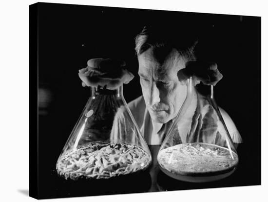 Scientist Examining Sample Mold Strains-null-Stretched Canvas