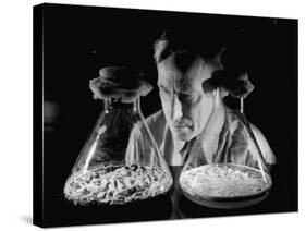 Scientist Examining Sample Mold Strains-null-Stretched Canvas