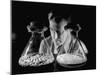Scientist Examining Sample Mold Strains-null-Mounted Photographic Print