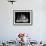 Scientist Examining Sample Mold Strains-null-Framed Photographic Print displayed on a wall