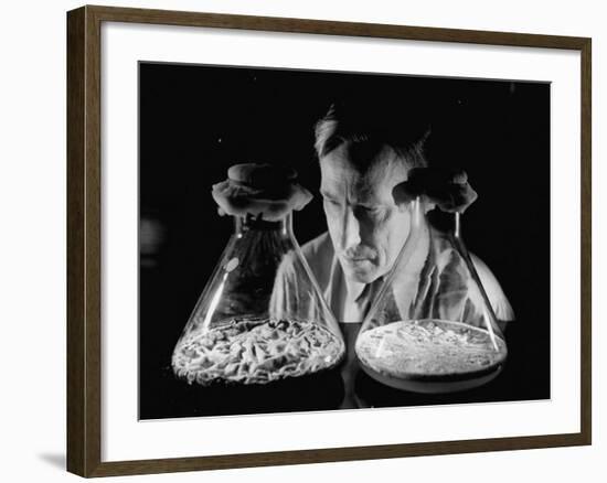 Scientist Examining Sample Mold Strains-null-Framed Photographic Print