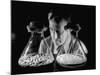 Scientist Examining Sample Mold Strains-null-Mounted Photographic Print