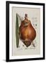 Scilla Offic, 1757-1773-Elizabeth Blackwell-Framed Giclee Print