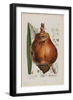 Scilla Offic, 1757-1773-Elizabeth Blackwell-Framed Giclee Print