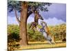 Scimitar Cat Attacking a Hominid-Mauricio Anton-Mounted Photographic Print