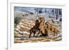 Scimitar Cats Attacking a Horse-Mauricio Anton-Framed Photographic Print