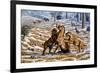 Scimitar Cats Attacking a Horse-Mauricio Anton-Framed Photographic Print