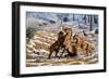 Scimitar Cats Attacking a Horse-Mauricio Anton-Framed Photographic Print