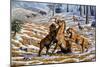 Scimitar Cats Attacking a Horse-Mauricio Anton-Mounted Photographic Print