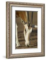 Scimitar-Horned Oryx (Oryx Dammah), Dubai Desert Conservation Reserve, Dubai, Uae-Staffan Widstrand-Framed Photographic Print