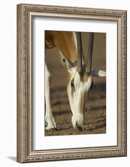 Scimitar-Horned Oryx (Oryx Dammah), Dubai Desert Conservation Reserve, Dubai, Uae-Staffan Widstrand-Framed Photographic Print