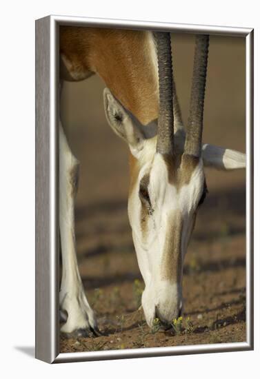 Scimitar-Horned Oryx (Oryx Dammah), Dubai Desert Conservation Reserve, Dubai, Uae-Staffan Widstrand-Framed Photographic Print