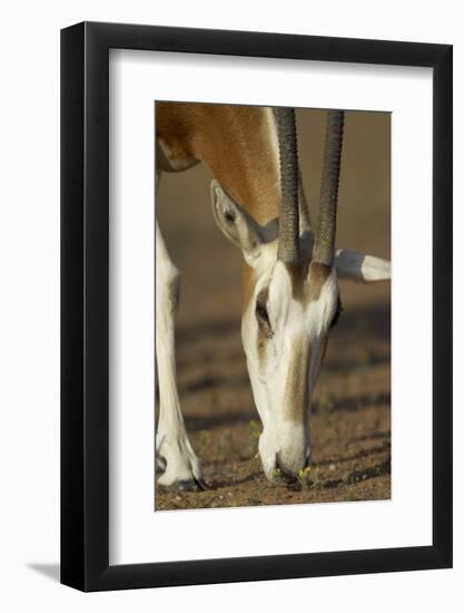 Scimitar-Horned Oryx (Oryx Dammah), Dubai Desert Conservation Reserve, Dubai, Uae-Staffan Widstrand-Framed Photographic Print