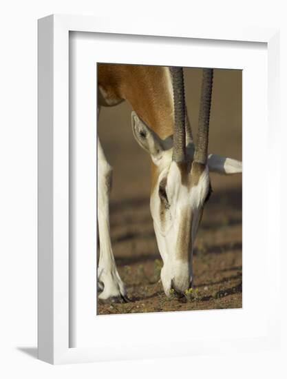 Scimitar-Horned Oryx (Oryx Dammah), Dubai Desert Conservation Reserve, Dubai, Uae-Staffan Widstrand-Framed Photographic Print