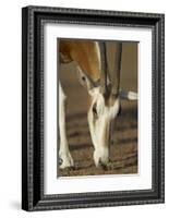 Scimitar-Horned Oryx (Oryx Dammah), Dubai Desert Conservation Reserve, Dubai, Uae-Staffan Widstrand-Framed Photographic Print