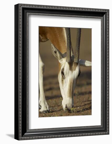 Scimitar-Horned Oryx (Oryx Dammah), Dubai Desert Conservation Reserve, Dubai, Uae-Staffan Widstrand-Framed Photographic Print