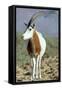 Scimitar-Horned Oryx-null-Framed Stretched Canvas