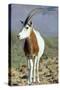 Scimitar-Horned Oryx-null-Stretched Canvas