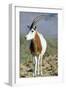 Scimitar-Horned Oryx-null-Framed Photographic Print