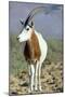 Scimitar-Horned Oryx-null-Mounted Photographic Print