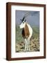 Chelsea Espresso