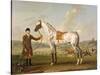 Scipio, Colonel Roche's Spotted Hunter, c.1750-Thomas Spencer-Stretched Canvas