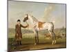 Scipio, Colonel Roche's Spotted Hunter, c.1750-Thomas Spencer-Mounted Giclee Print