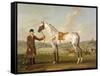 Scipio, Colonel Roche's Spotted Hunter, c.1750-Thomas Spencer-Framed Stretched Canvas