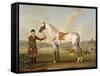 Scipio, Colonel Roche's Spotted Hunter, c.1750-Thomas Spencer-Framed Stretched Canvas