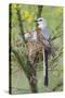 Scissor-Tailed Flycatcher Adult with Babies at Nest-Larry Ditto-Stretched Canvas