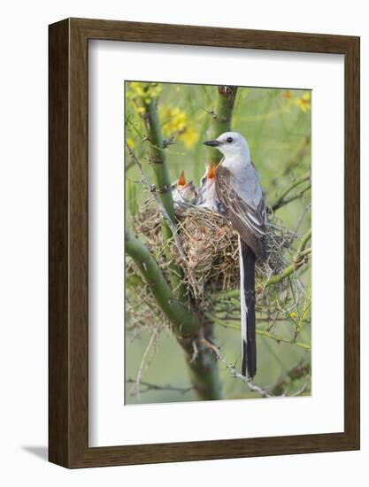 Scissor-Tailed Flycatcher Adult with Babies at Nest-Larry Ditto-Framed Photographic Print