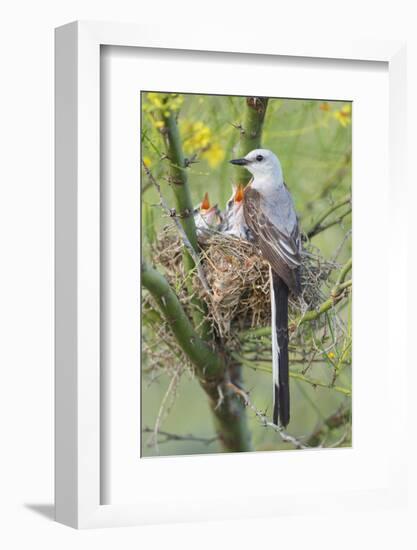 Scissor-Tailed Flycatcher Adult with Babies at Nest-Larry Ditto-Framed Photographic Print