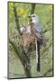 Scissor-Tailed Flycatcher Adult with Babies at Nest-Larry Ditto-Mounted Photographic Print