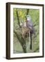 Scissor-Tailed Flycatcher Adult with Babies at Nest-Larry Ditto-Framed Photographic Print