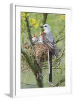 Scissor-Tailed Flycatcher Adult with Babies at Nest-Larry Ditto-Framed Photographic Print