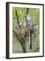 Scissor-Tailed Flycatcher Adult with Babies at Nest-Larry Ditto-Framed Photographic Print