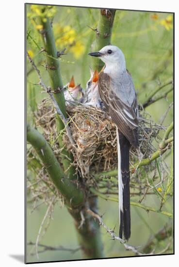 Scissor-Tailed Flycatcher Adult with Babies at Nest-Larry Ditto-Mounted Photographic Print