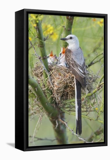 Scissor-Tailed Flycatcher Adult with Babies at Nest-Larry Ditto-Framed Stretched Canvas