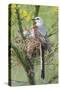 Scissor-Tailed Flycatcher Adult with Babies at Nest-Larry Ditto-Stretched Canvas