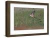 Scissor-tailed flycatcher flying, Rio Grande Valley, Texas-Adam Jones-Framed Photographic Print