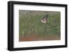 Scissor-tailed flycatcher flying, Rio Grande Valley, Texas-Adam Jones-Framed Photographic Print