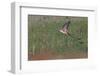 Scissor-tailed flycatcher flying, Rio Grande Valley, Texas-Adam Jones-Framed Photographic Print