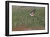 Scissor-tailed flycatcher flying, Rio Grande Valley, Texas-Adam Jones-Framed Photographic Print