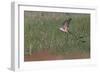 Scissor-tailed flycatcher flying, Rio Grande Valley, Texas-Adam Jones-Framed Photographic Print