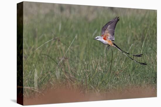 Scissor-tailed flycatcher flying, Rio Grande Valley, Texas-Adam Jones-Stretched Canvas