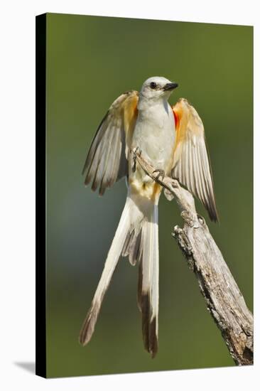 Scissor-Tailed Flycatcher (Tyrannus Forficatus) on Perch, Texas, USA-Larry Ditto-Stretched Canvas