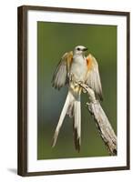 Scissor-Tailed Flycatcher (Tyrannus Forficatus) on Perch, Texas, USA-Larry Ditto-Framed Photographic Print