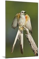 Scissor-Tailed Flycatcher (Tyrannus Forficatus) on Perch, Texas, USA-Larry Ditto-Mounted Photographic Print