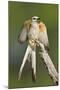 Scissor-Tailed Flycatcher (Tyrannus Forficatus) on Perch, Texas, USA-Larry Ditto-Mounted Photographic Print